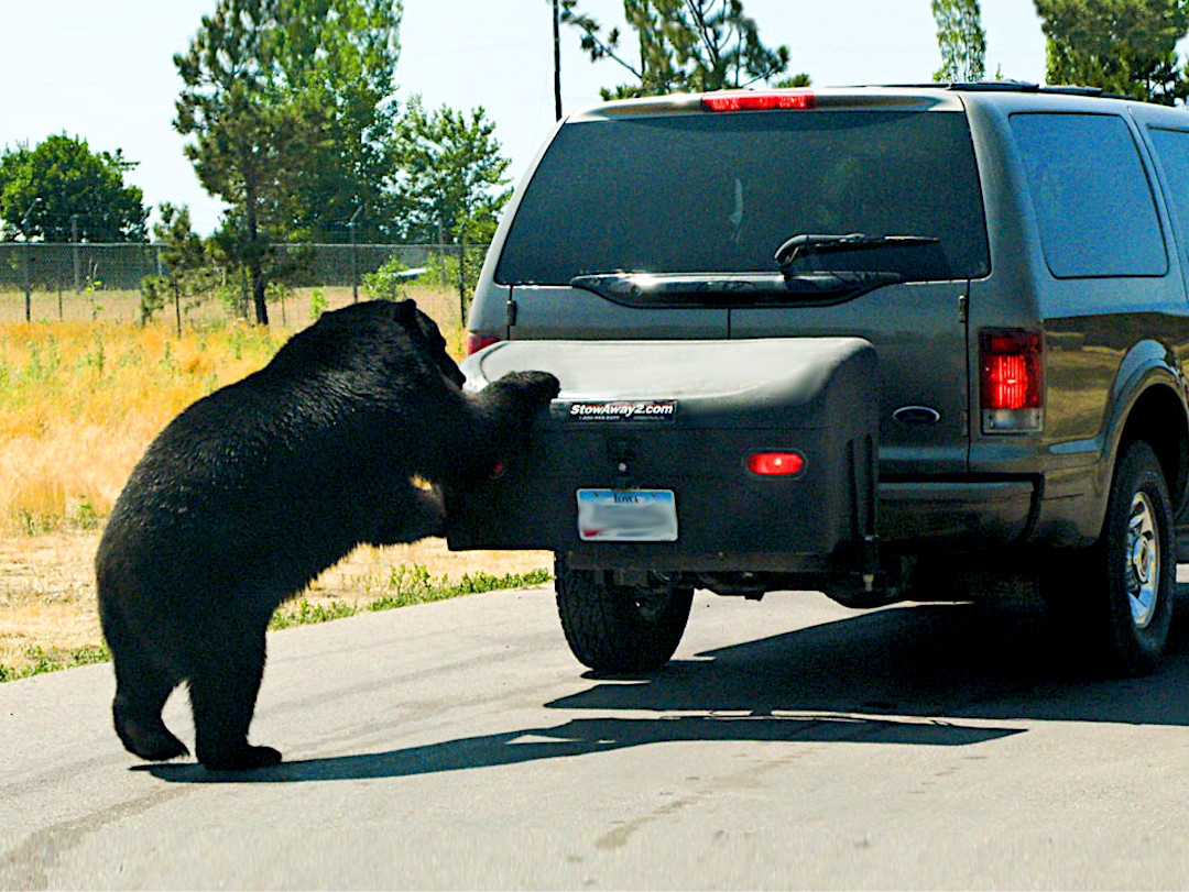 Ford Expedition Bear Attack on StowAway Hitch Cargo Carrier