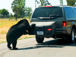 Bear attack on Stowaway Standard cargo box.